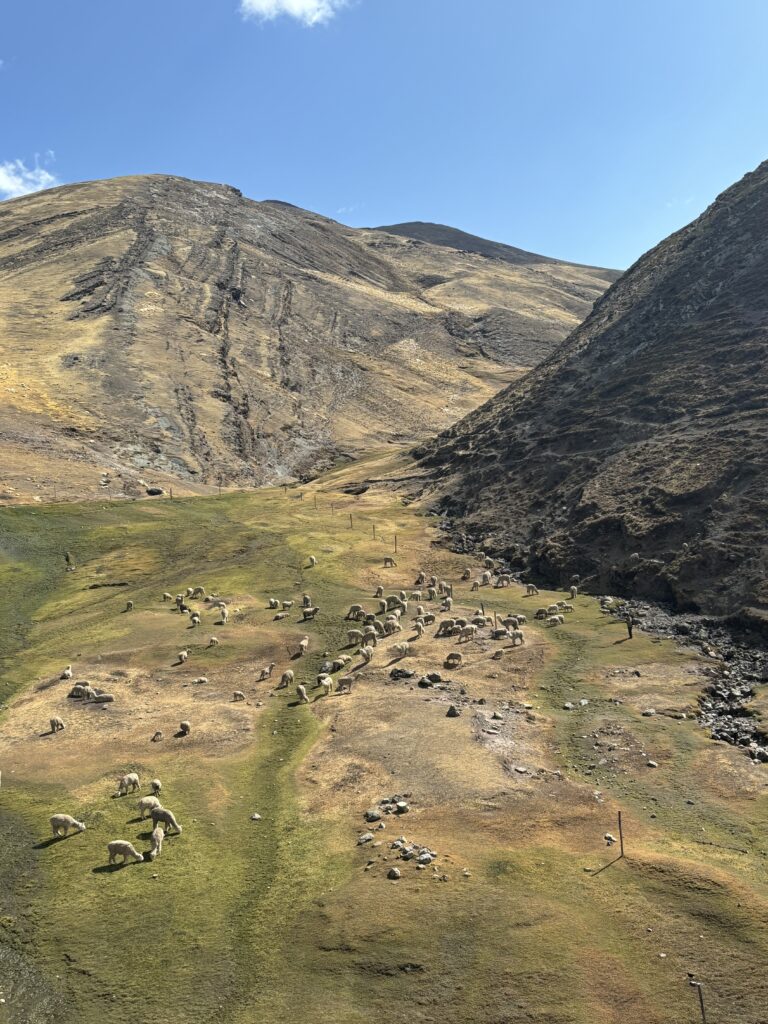 Vue sur la vallée d’Ananiso avec troupeaux de lamas