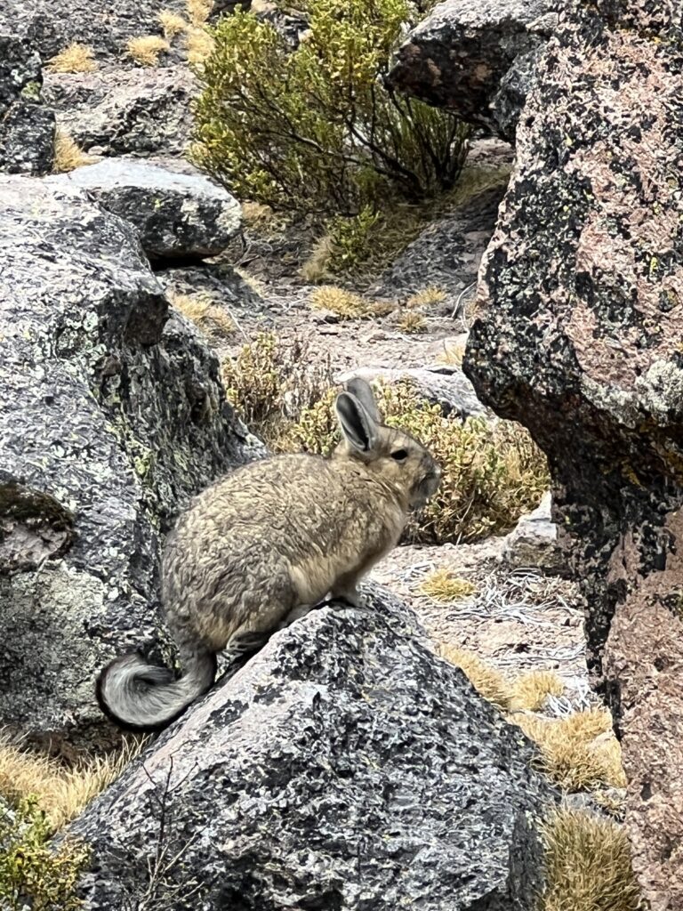 Vizcacha, lamas et alpagas dans les montagnes du parc national Sajama.