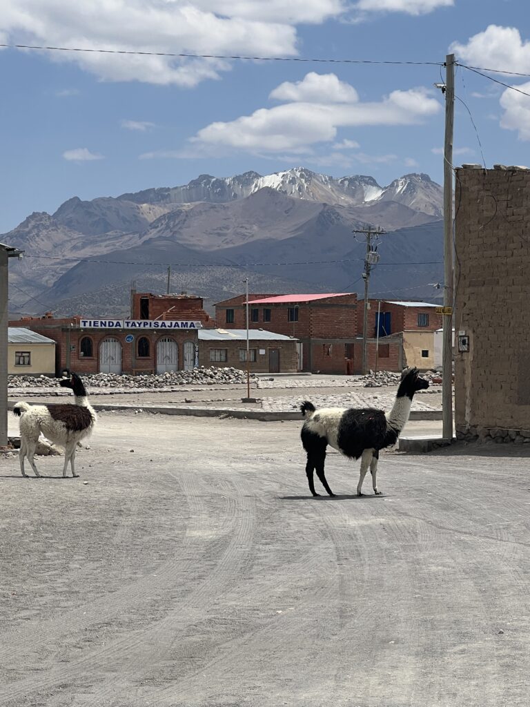 Lamas sur la place principale du village de Sajama, avec les montagnes andines en arrière-plan.
