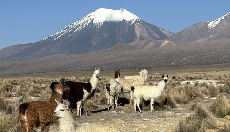 lamas dans les montagnes du parc national Sajama.