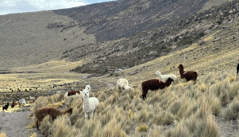Lamas et alpagas dans les montagnes du parc national Sajama.